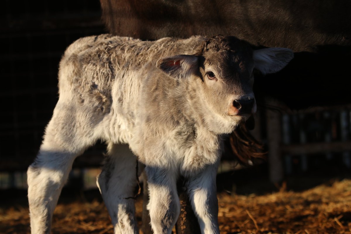LaRocaRange's tweet photo. Our sweet Bouncer baby girl is getting bigger! So excited to watch her grow up! #braunvieh #cows #calves #heifers #embryo #Canadian https://t.co/6AOYxXjUqr