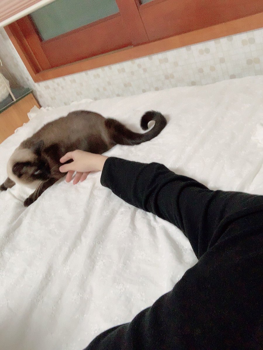 ATEEZofficial's tweet photo. [#산] 별이와 함께 휴식중❤️
에이티니도 충분한 휴식을 가져야 해요❤️
오늘도 많이 사랑해요😍
#ATEEZ #에이티즈 https://t.co/rURCSuNVTX