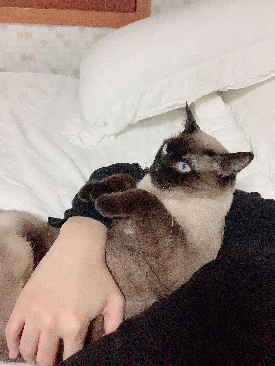ATEEZofficial's tweet photo. [#산] 별이와 함께 휴식중❤️
에이티니도 충분한 휴식을 가져야 해요❤️
오늘도 많이 사랑해요😍
#ATEEZ #에이티즈 https://t.co/rURCSuNVTX