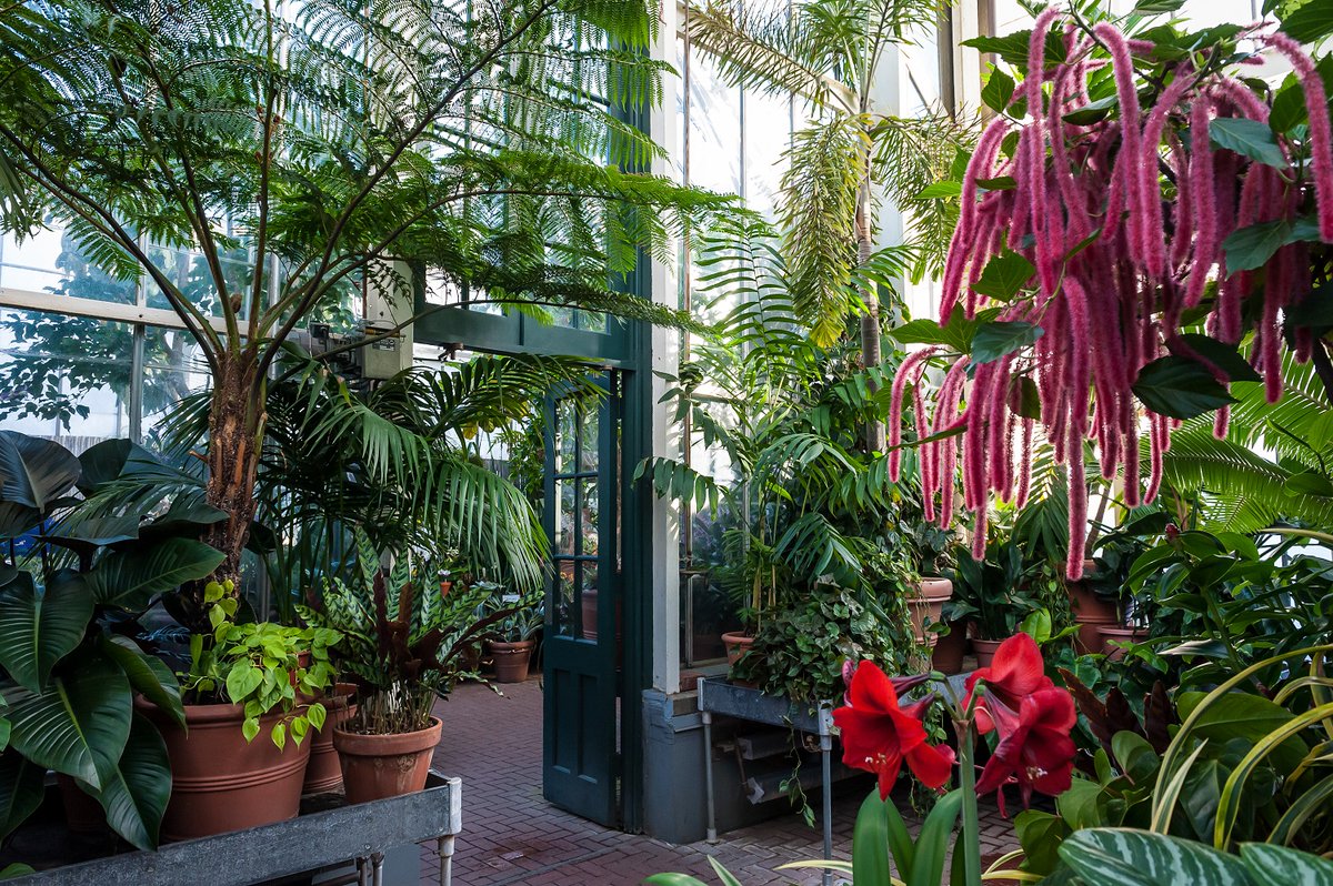 BiltmoreEstate's tweet image. On a cold winter day, #Biltmore's Conservatory can be a much-needed warm retreat! Indoors you'll find a cool house, hothouse, and orchid house. The total heated space under glass is over 7,000 square feet — quite the exotic escape.⁠