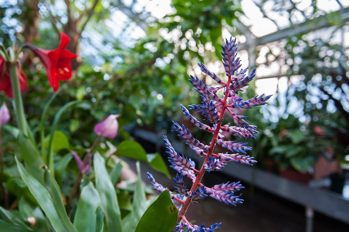BiltmoreEstate's tweet image. On a cold winter day, #Biltmore's Conservatory can be a much-needed warm retreat! Indoors you'll find a cool house, hothouse, and orchid house. The total heated space under glass is over 7,000 square feet — quite the exotic escape.⁠