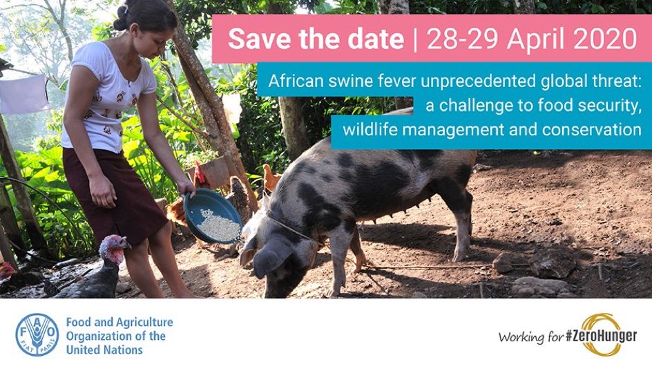 🗣@FAO llama a la acción e invita a la industria, la investigación, la academia, los socios regionales e internacionales a reunirse y discutir sobre dada la actual #pesteporcinaafricana sin precedentes 🐷 tiny.cc/4y6xiz 
#animaldiseases 
#africanswinefever #animalhealth