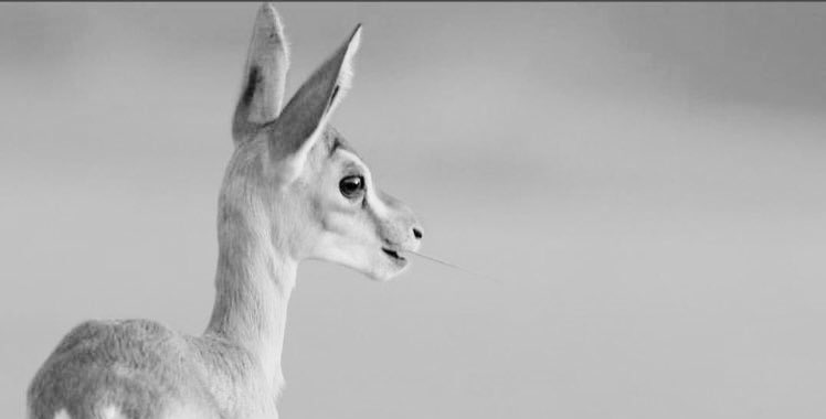 شعْر tweet media