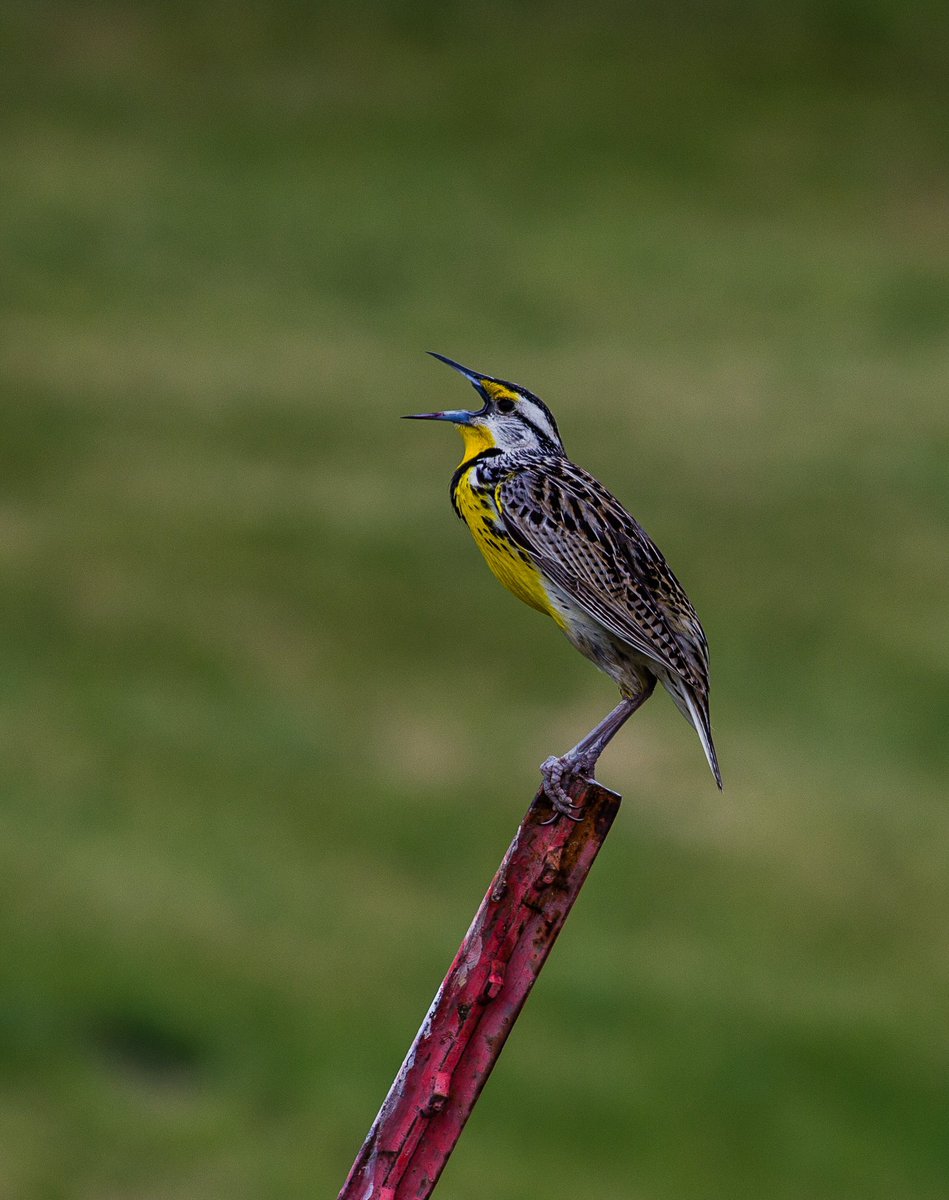 The Westen Meadowlark wasn’t always the revered Kansas bird. Lorna Harder, retired Hesston College, will be presenting “Western Meadowlark: From Neglected Starling to State Bird” at our #KansasDay event, this Saturday, 3:15 P.M.