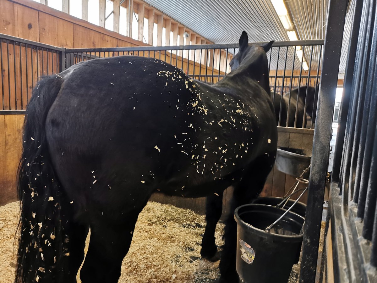 Fresh shavings = time to roll. 
#Barron
