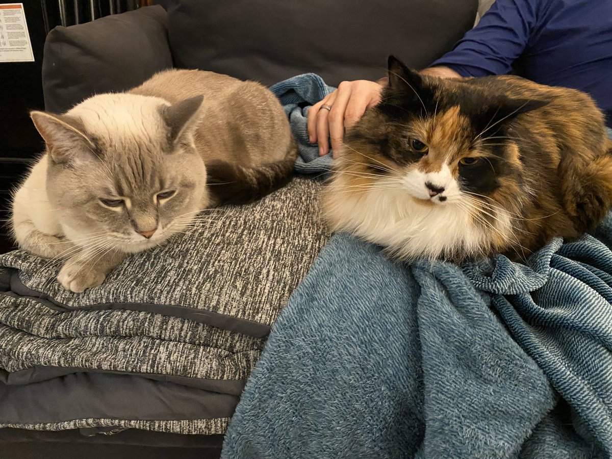 taluscats's tweet photo. I’m ready for snugglecation! https://t.co/O5fVYqTsdA