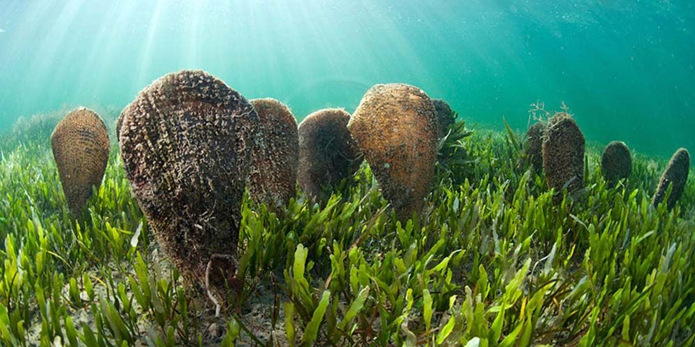 Axios_Delta's tweet image. H πίνα δεν είναι έδεσμα, είναι είδος που κινδυνεύει με εξαφάνιση! Πρόσφατα η #IUCN ενέταξε το είδος στα &quot;κρισίμως κινδυνεύοντα&quot; είδη του Κόκκινου Βιβλίου. Πίνες συναντώνται στις θαλάσσιες προστατευόμενες περιοχές του Φορέα Διαχείρισης Προστατευόμενων Περιοχών Θερμαϊκού Κόλπου