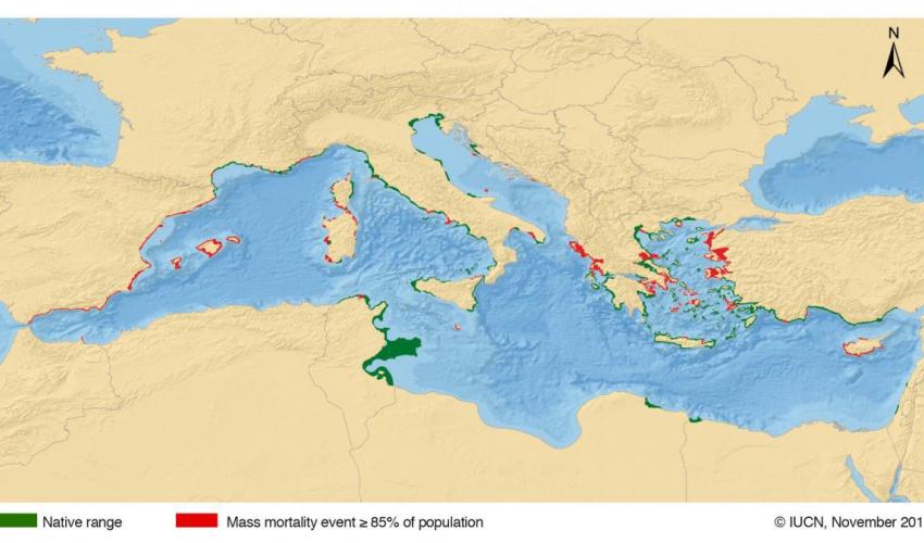 Axios_Delta's tweet image. H πίνα δεν είναι έδεσμα, είναι είδος που κινδυνεύει με εξαφάνιση! Πρόσφατα η #IUCN ενέταξε το είδος στα &quot;κρισίμως κινδυνεύοντα&quot; είδη του Κόκκινου Βιβλίου. Πίνες συναντώνται στις θαλάσσιες προστατευόμενες περιοχές του Φορέα Διαχείρισης Προστατευόμενων Περιοχών Θερμαϊκού Κόλπου