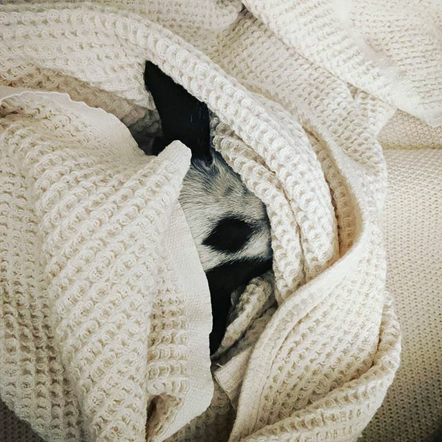 QueenKonigin's tweet photo. ❄️❄️❄️
.
.
.
#whatthefluff #ellenratemydog #snootchallenge #weeklyfluff #dogsofbark #pupflix #fortheloveofpets #pawz #instagood #animalfriends #9gag #whatthefluffchallenge #womansbestfriend #9gagcute #mydogismy #dogsofinstagram #petzzrule #todayfanphoto … https://t.co/zx50wqY1ku https://t.co/tW0pD8M2OC