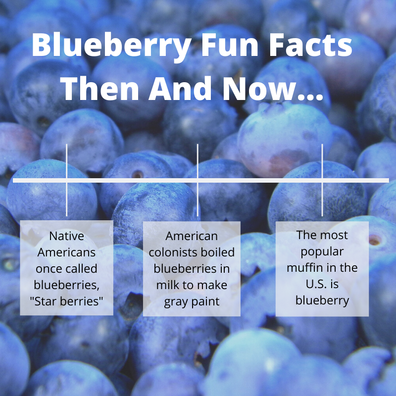 Ncda Cs North Carolina Ranks 7th Nationally In Blueberry Production Did You Know That One Blueberry Bush Can Grow 6 000 Berries Per Year Check Out The Graphic Below For More Blueberry Ncda Cs North Carolina Ranks 7th Nationally In Blueberry Production Did You Know That One Blueberry Bush Can Grow 6 000 Berries Per Year Check Out The Graphic Below For More Blueberry
