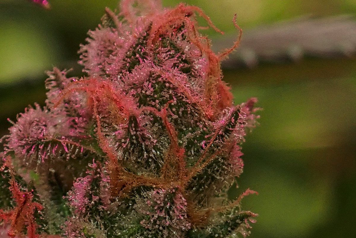 greenfusionled's tweet photo. ๐ฟ๐๐๐๐
#Terps #gangsta #hiphop #hydroponics #SnoopDogg #ChillBro #chillin #chillim #smokeweed #smokehaze #rolling #WeedLovers #weedlife #weedsmokers #blunt https://t.co/l8ncZKpsJL