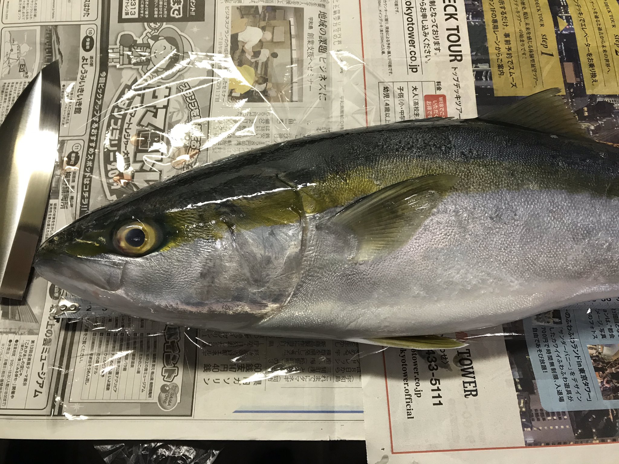 あっちゃん 夫さんが コレ ハマチやなくてヒラマサやない って言うから調べてみたら ヒレの長さとか顔つきとか体に入ってるラインとか血合いの特徴とか ヒラマサの特徴と一致するんだけど どなたか判定してください ハマチかヒラマサ あっちゃん 夫さんが コレ ハマチやなくてヒラマサやない って言うから調べてみたら ヒレの長さとか顔つきとか体に入ってるラインとか血合いの特徴とか ヒラマサの特徴と一致するんだけど どなたか判定してください ハマチかヒラマサ