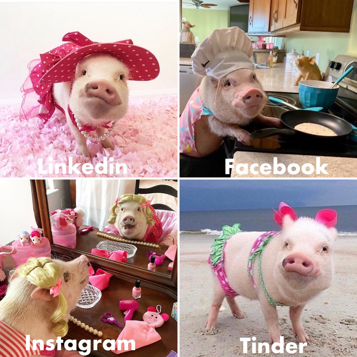 Prissy and Pop tweet media