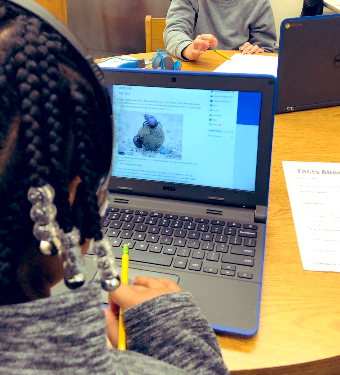 OverIntheLib's tweet image. We are researching for @CherylBurchett for upcoming insect inspired #OvoCirque art. Question of the day: Is the Dung Beetle a carnivore, omnivore, or herbivore? #libraryquestions #artscollaboration #BMAInquires