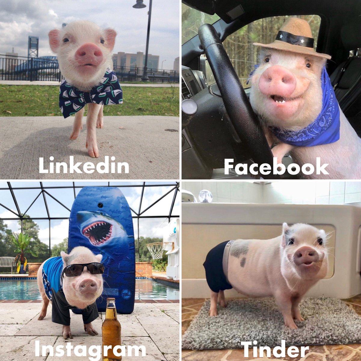 Prissy and Pop tweet media