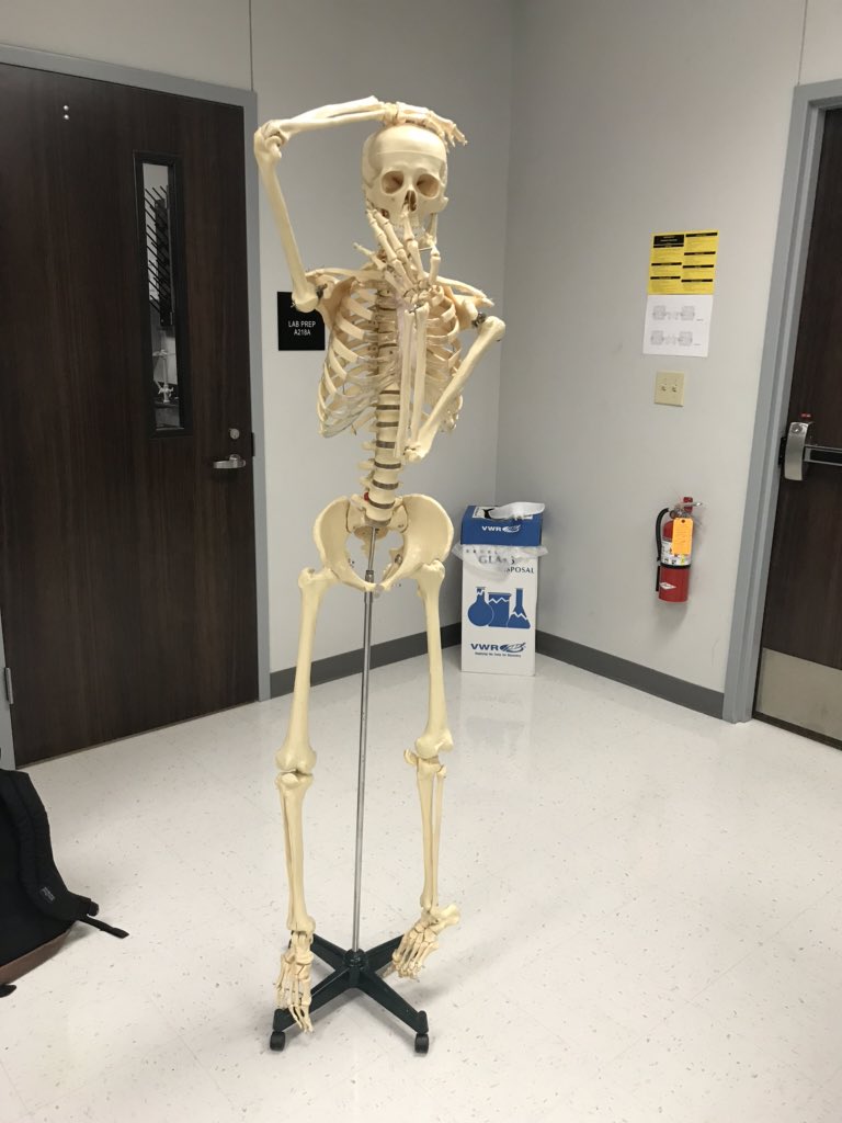 KrystalBare1's tweet image. @EatonHighSchool and @NisdCTE it’s a wonder day in #anatomy with #skeletalsystem #labpractical. You can do this!