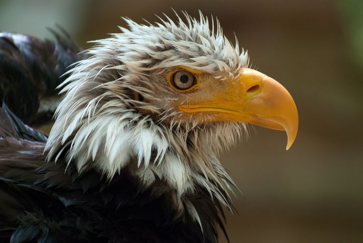 EaglePortraits's tweet photo. Featured Art of the Day: "Bald Eagle after a bath". Buy it at: https://t.co/Q7Yh1VSqIN https://t.co/XcLDPIIwFq
