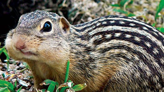 A ground squirrel with acorns in its mouth