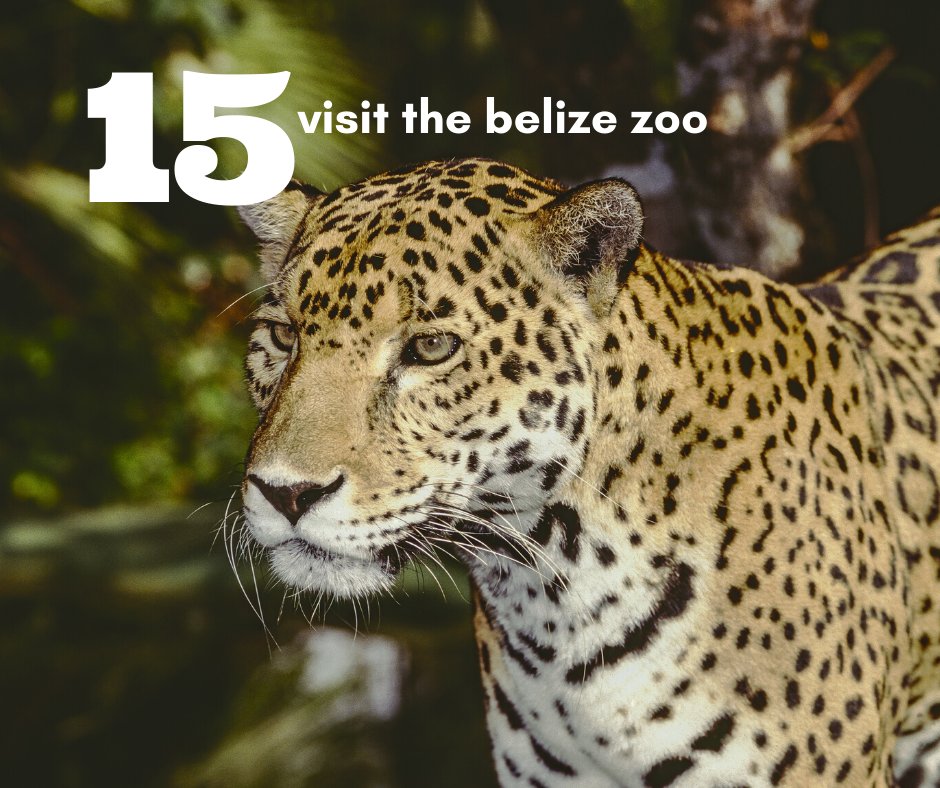 MagnumBelize's tweet photo. 20 Belize Bucket List Items for 2020 - #15 Visit the Belize Zoo

#belize #bucketlist #20for2020 https://t.co/D0o6l8Ax9m