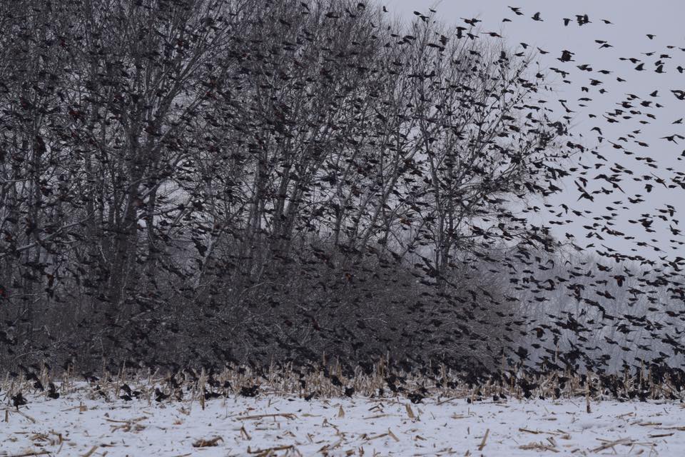@WillCoForests's photo on #FunFactFriday