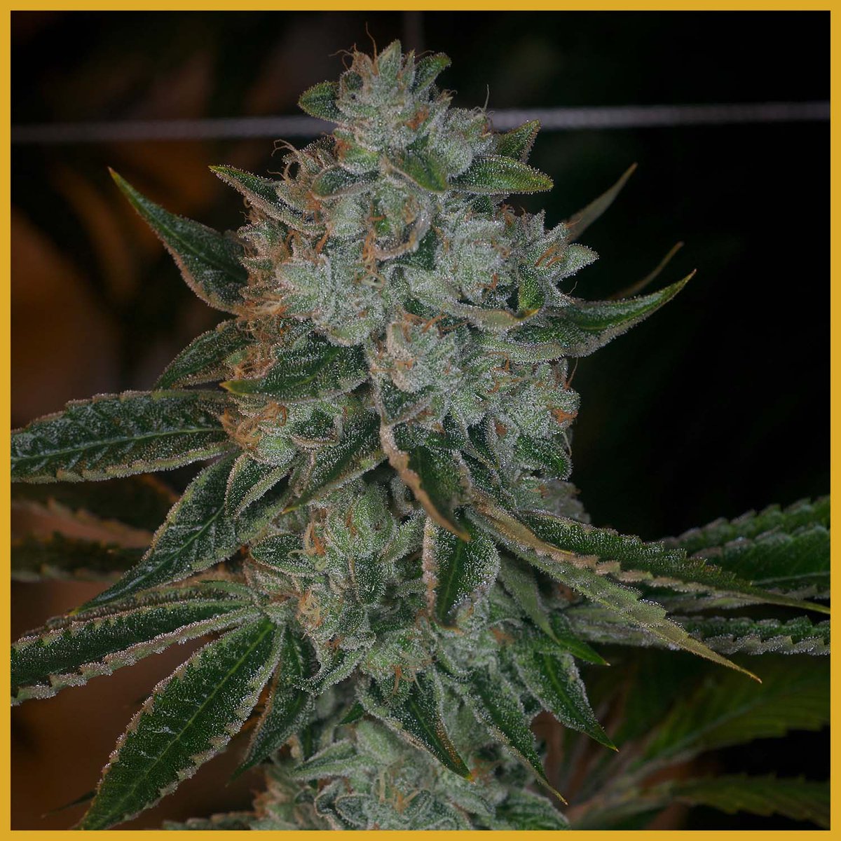NugDatabase's tweet photo. Strain of the day: #HeavenlyOG! ๐๏ธ๐ฟ
Prepare for #Liftoff! ๐ซ Stay #Elevated ๐ for #Hours ๐ with this #Indica ๐ฅ#Fresh like #Tahoe ๐
https://t.co/MfFkpTvol2
Comment below! โ๐ฌ Retweet ๐
#Cannabis #StrainOfTheDay #420fam #420life #NugDatabase
๐ฒ๐ฅ๐๐จ https://t.co/RSqwqCWXZ7