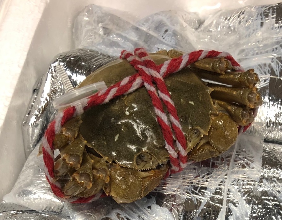 something brown in clear plastic wrap tied with red and white string