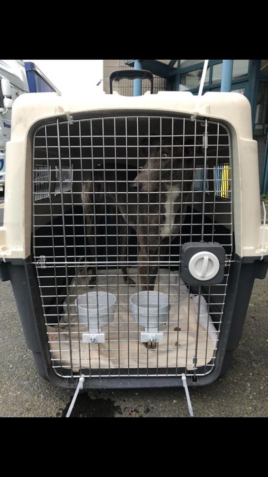 PetsonBoardIRL's tweet photo. Beautiful Jane flew out to Philadelphia yesterday to join her family in the USA. A model traveller ✈ #internationalpettransport #AdoptDontShop https://t.co/FmYxqkeQhT