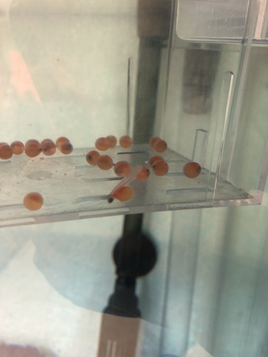 wonederers's tweet photo. Friday Jan 24th our first Alevin! And a couple of deaths... 😵great way to start a conversation of the scientific reasoning behind why fish lay so many eggs! @WeAreLouisCBE @BowHabitat https://t.co/SukxNxqsDm