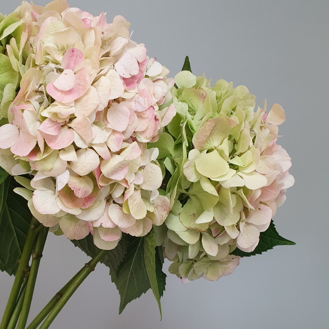 Beautiful soft bridal #Antiquegreen #Hydrangeas ! A sprinkling of blushing colors perfect for a #bridalbouqet ! Good supply for weeks to come. 
.
.
#newzealandbloom #weddingflowers #wholesaleflowers #greenflowers #hydrangea #growninnewzealand #newzealandflowers #buybloomwebshop
