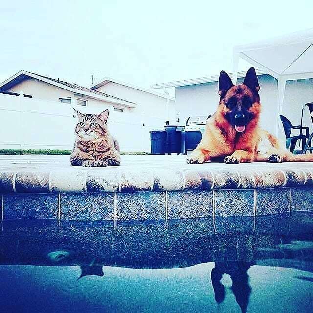 RFootsteps's tweet image. Best Buds!Ã¶Ã¤Ã#tripawd #catlover #darylandnikki #30daybft ift.tt/2NX1c71