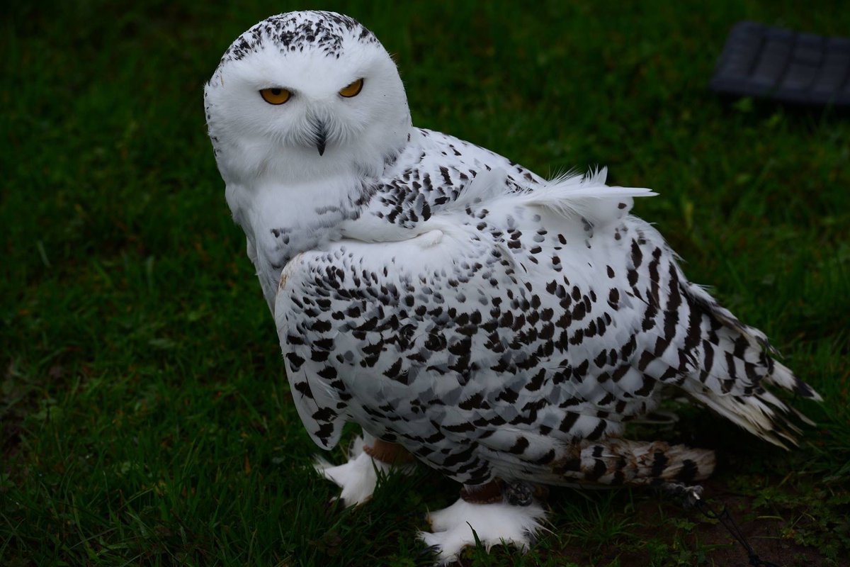 Affinity Lancashire tweet media