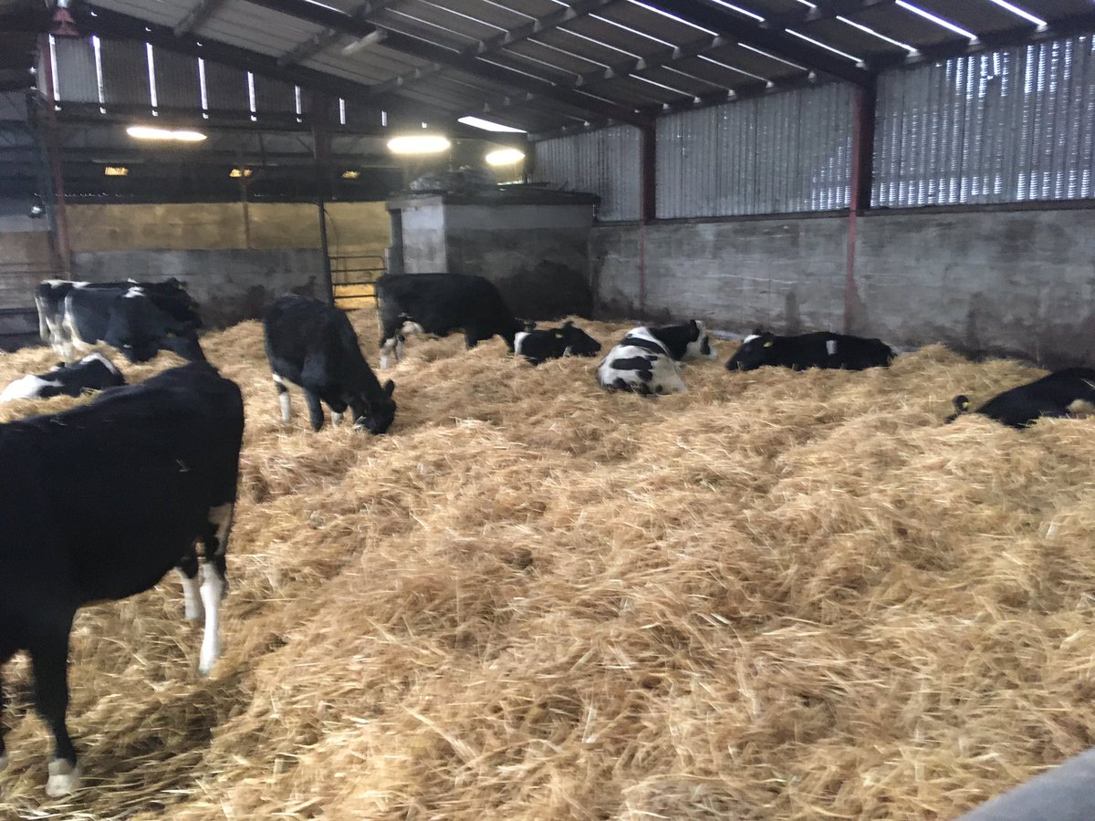 Hylo67's tweet image. Preparations for #calving20 stepped up a gear here for next week #teamdairy