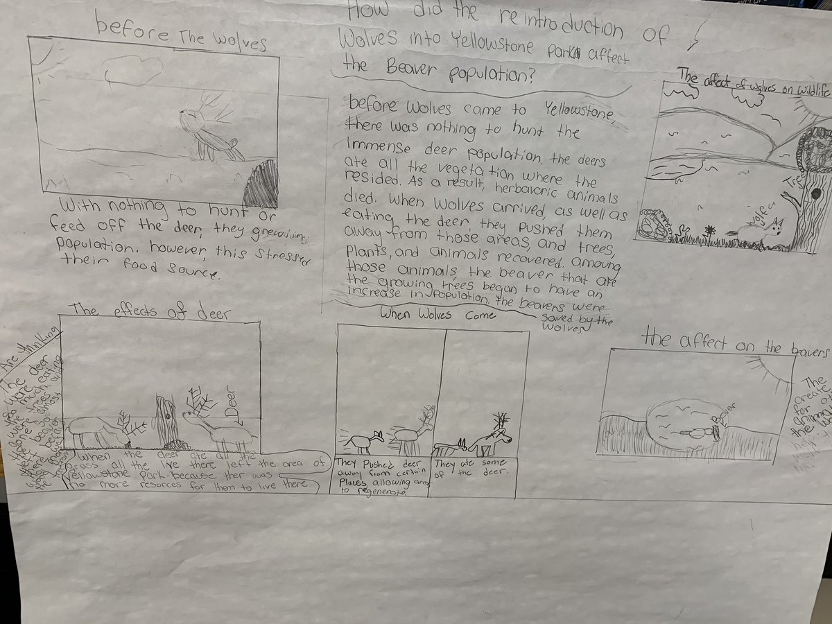 MrEideScience's tweet image. Some elicitation models on the impact of wolves on ecosystems in Yellowstone Park. Over the coming woods, @NFMiddleSchool  Ss will make sense of the phenomenon and revise their thinking using new evidence. #ngss @AmbScienceTeach