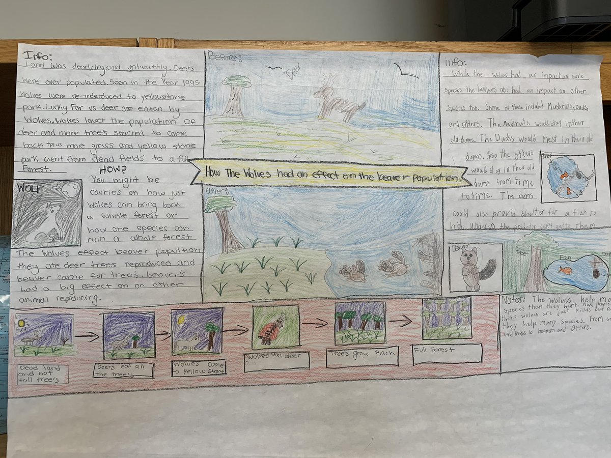 MrEideScience's tweet image. Some elicitation models on the impact of wolves on ecosystems in Yellowstone Park. Over the coming woods, @NFMiddleSchool  Ss will make sense of the phenomenon and revise their thinking using new evidence. #ngss @AmbScienceTeach