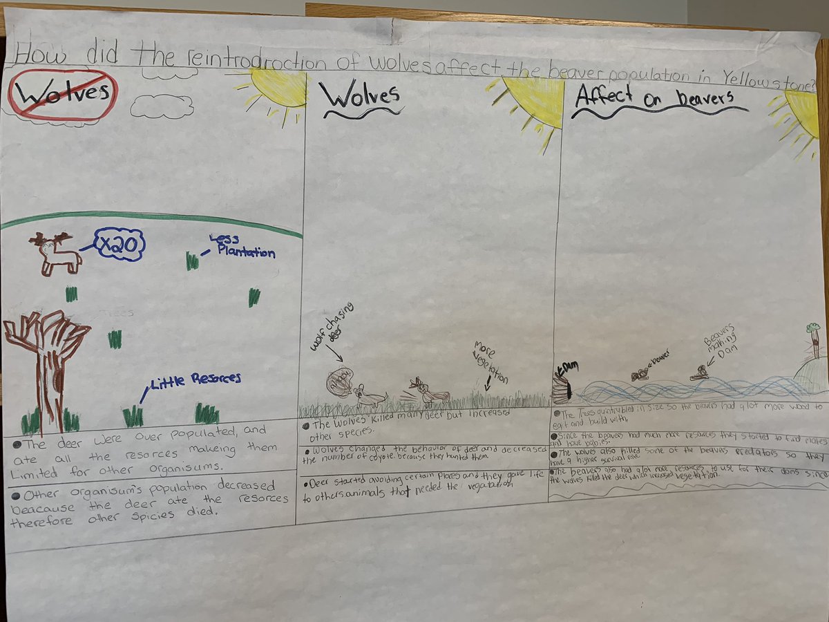 MrEideScience's tweet image. Some elicitation models on the impact of wolves on ecosystems in Yellowstone Park. Over the coming woods, @NFMiddleSchool  Ss will make sense of the phenomenon and revise their thinking using new evidence. #ngss @AmbScienceTeach