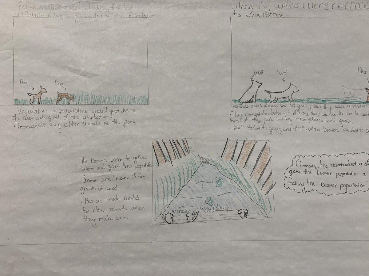 MrEideScience's tweet image. Some elicitation models on the impact of wolves on ecosystems in Yellowstone Park. Over the coming woods, @NFMiddleSchool  Ss will make sense of the phenomenon and revise their thinking using new evidence. #ngss @AmbScienceTeach