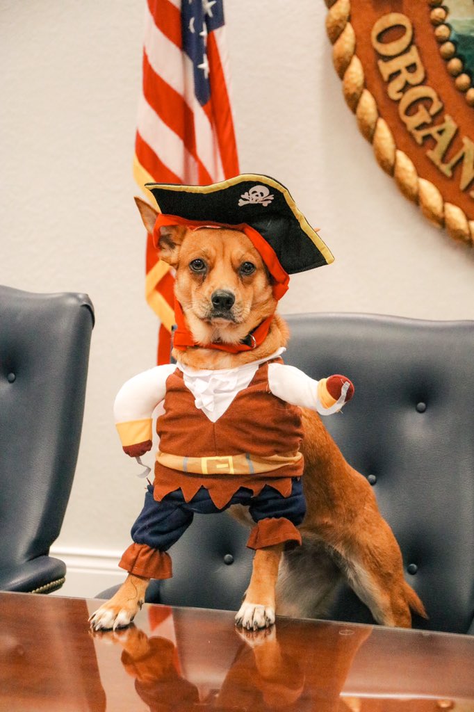 Arrgh you ready for <a href="/GasparillaTampa/">Gasparilla Tampa</a>? Desa sure is! 🏴‍☠️🐾