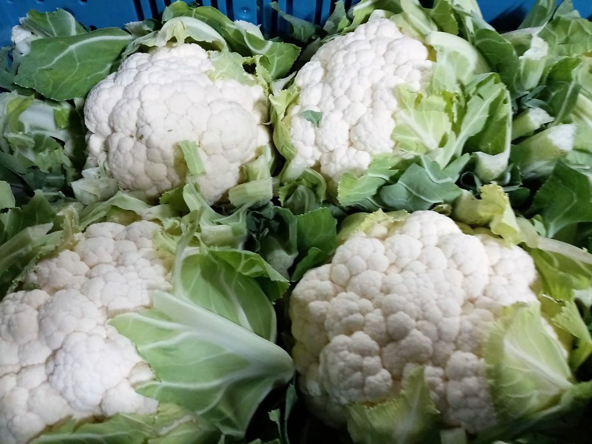 Fanfruit1's tweet photo. Enjoy your weekend folks. Thankyou for your support and we shall be working hard all weekend to bring the freshest and the best to your table.
Call the https://t.co/yUuXq6CvJM team anytime on 041-6851757
Fresh in stock today >>> https://t.co/TKLZRmqSY1