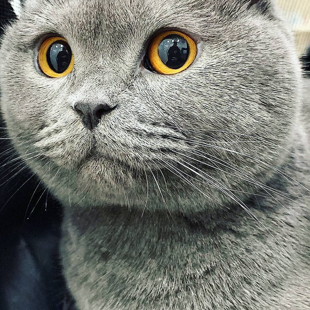 axencat's tweet photo. Sweet Lulú 🥰, Lulú angry😾, Thug Lulú😎, Lulú Capone.
💝💝
Follow👉@love_llycat
💝💝💝
#animals #animal #pet #dog #cat #dogs #cats #photooftheday #cute #pets #instagood #animales #cute #love #nature #animallovers #pets_of_instagram #petstagram #petsagram #lovely https://t.co/ZG1hHi7V6h