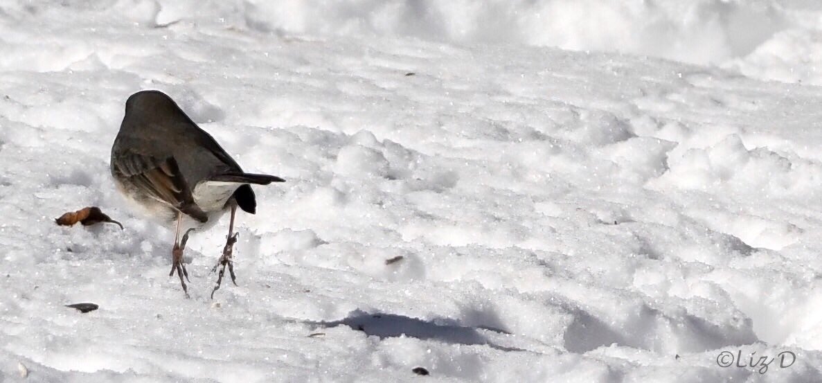 A female Dark-eyed junco is shown from behind hopping over snow on the ground with both feet in the air.