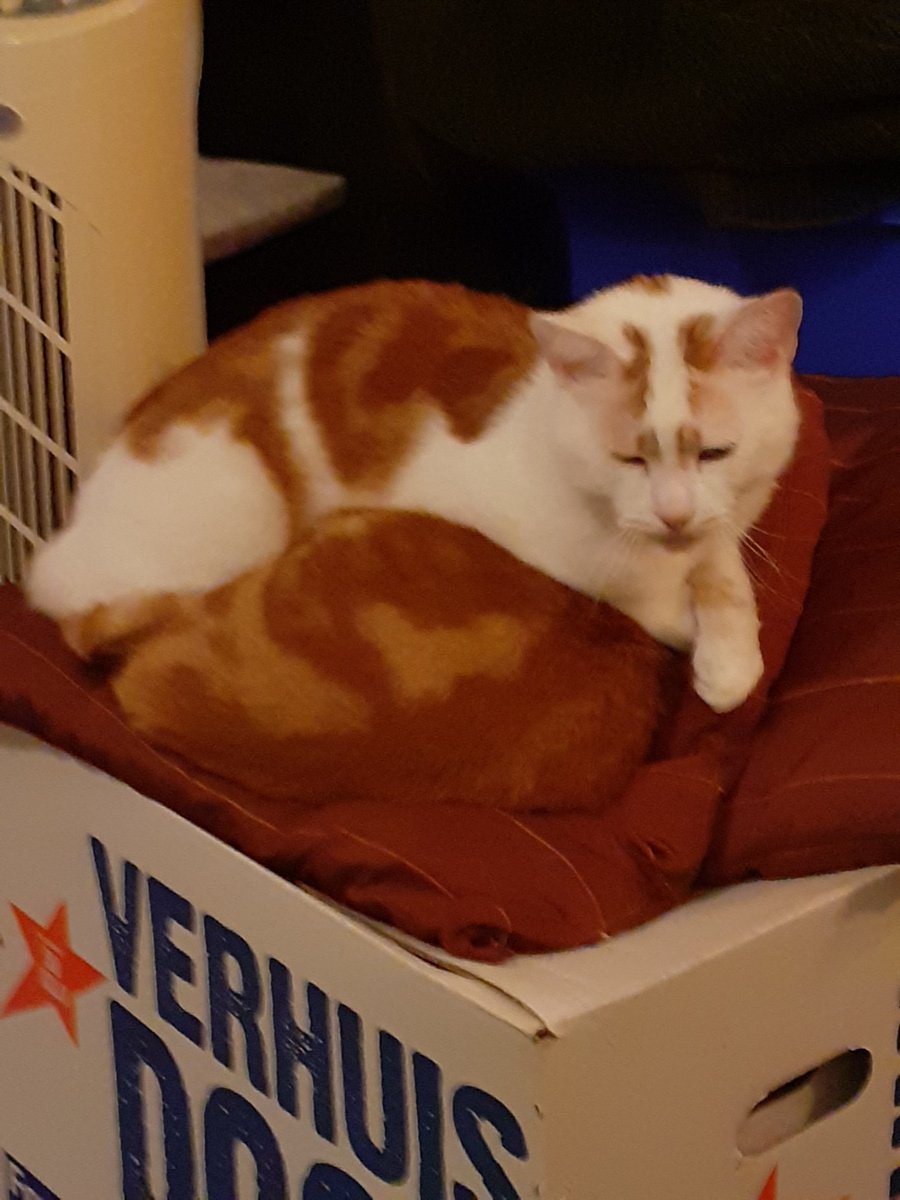 DutchFalPal 🇳🇱 AKA FallonHolic_ tweet media