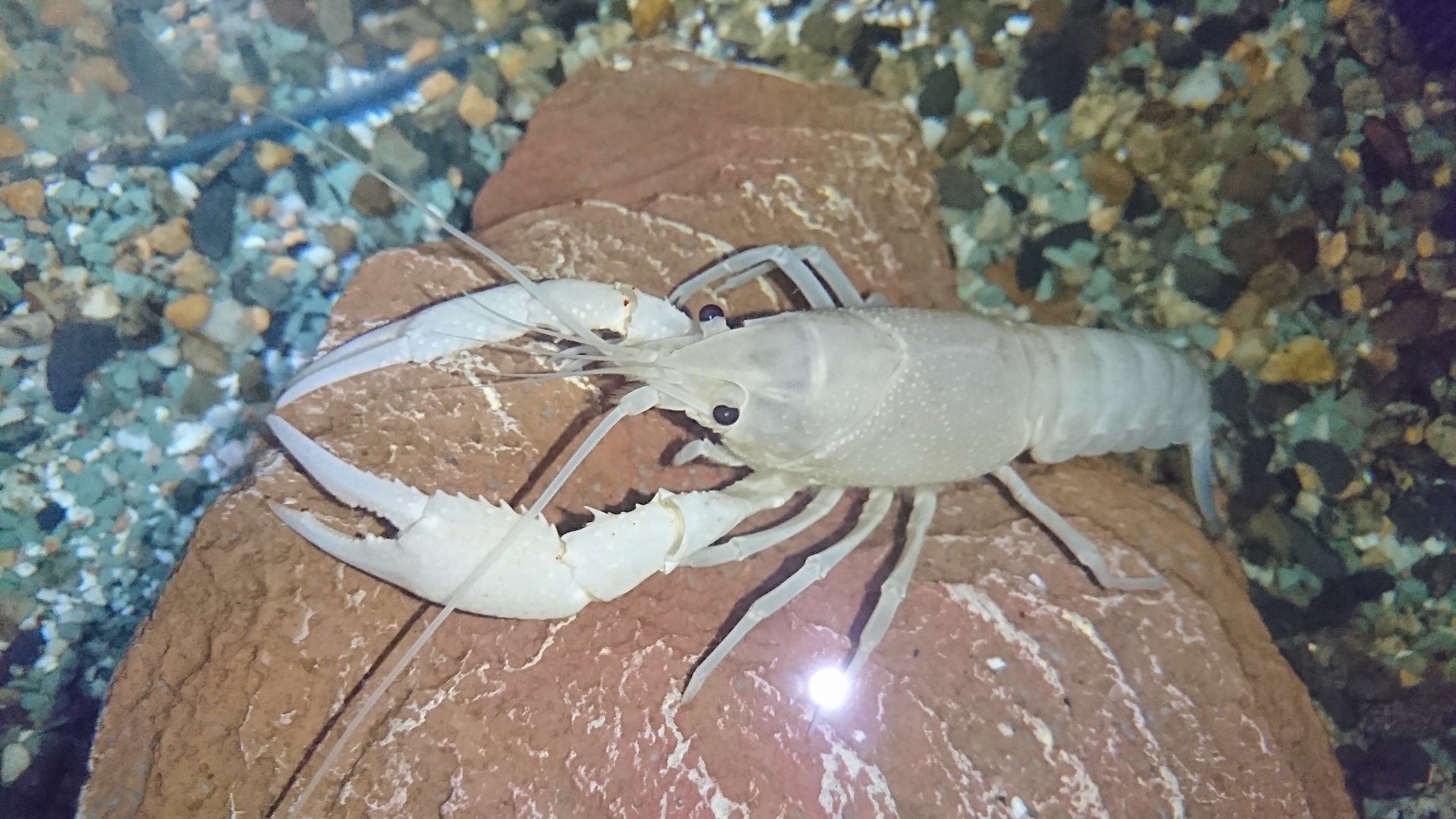 くすぴー 10 30 Cinecitta 小さい白ザリガニが300円で安く試しに白いザリガニ買って育てて見ようと思ったら まぁ 綺麗な白ザリガニさんへ成長してめちゃくちゃでかくなったwww W T Co Huoh2ce6eg Twitter