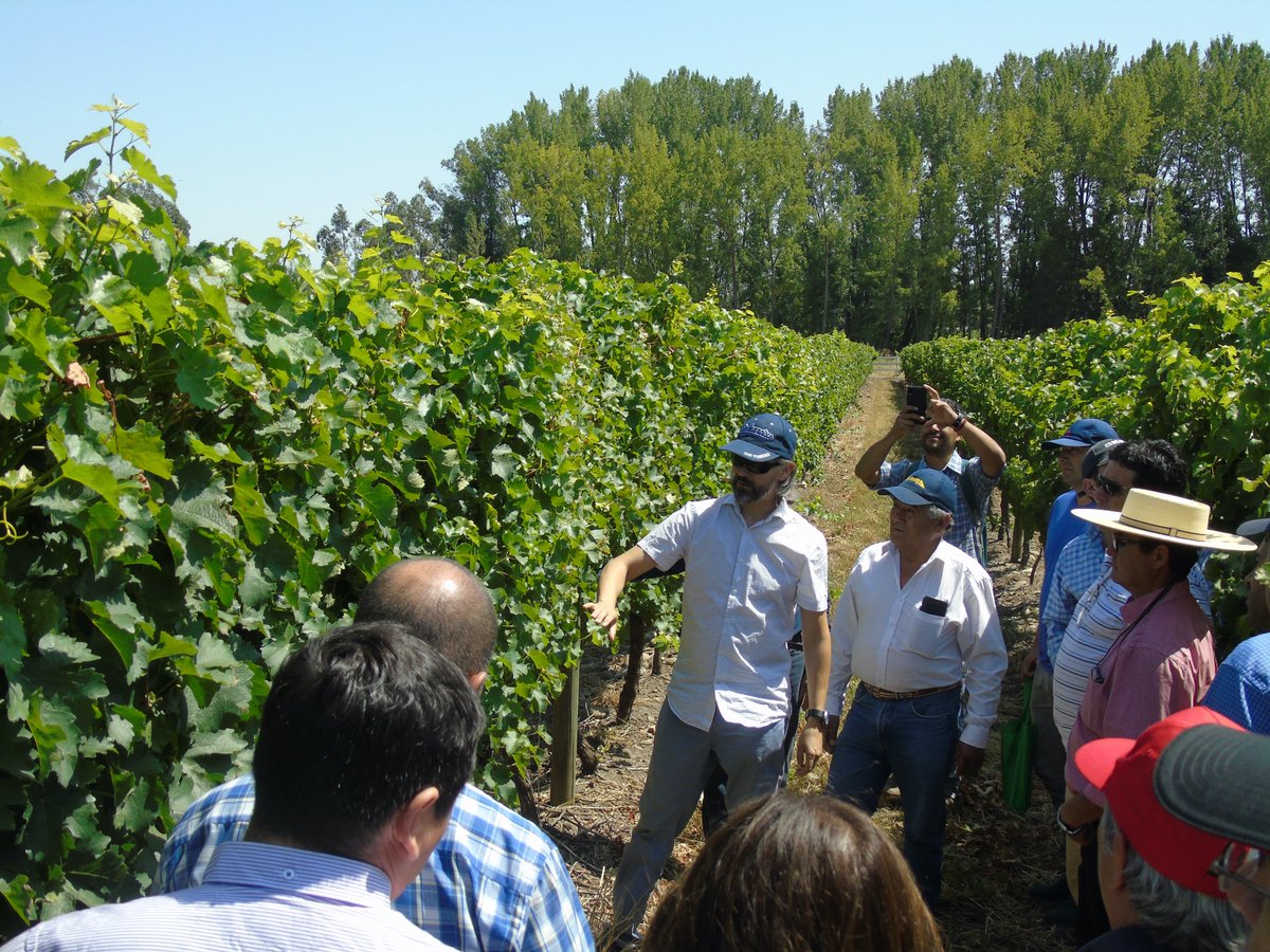 cevdelsur's tweet photo. Agradecemos a todas la empresas vitivinícolas y autoridades que asistieron al Taller teórico- práctico "Sistemas de conducción de vid Vinífera y tecnología aplicada a distintos métodos de filtración de vinos" ....Todo un éxito¡¡¡ https://t.co/gs17QjvtYM