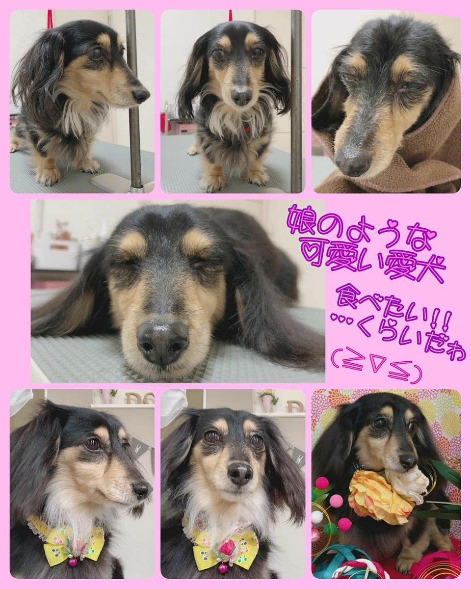 Yoshirin 相変わらず 可愛い つばき ー どうしてこんなに可愛いの って 親バカ いや 家族は皆 可愛いのだ 愛犬つばき トリミングしてきたょ みにちゅあだっくす かにんへん ミニチュアダックスフンド カニンヘンダックス Yoshirin 相変わらず 可愛い つばき ー どうしてこんなに可愛いの って 親バカ いや 家族は皆 可愛いのだ 愛犬つばき トリミングしてきたょ みにちゅあだっくす かにんへん ミニチュアダックスフンド カニンヘンダックス
