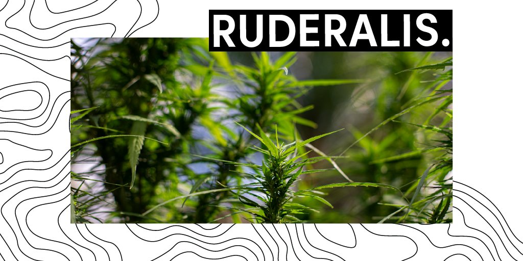 TheSupremeFIRE's tweet photo. You have probably heard of Indica and Sativa, but did you know that there is a third "type" of cannabis? Learn all about #Ruderalis at the Session Garden. #FollowTheFire $FIRE #sessiongarden #indica #sativa #cannabis #cannabiseducation https://t.co/cA68Do3DpP https://t.co/b6foXAsmd1