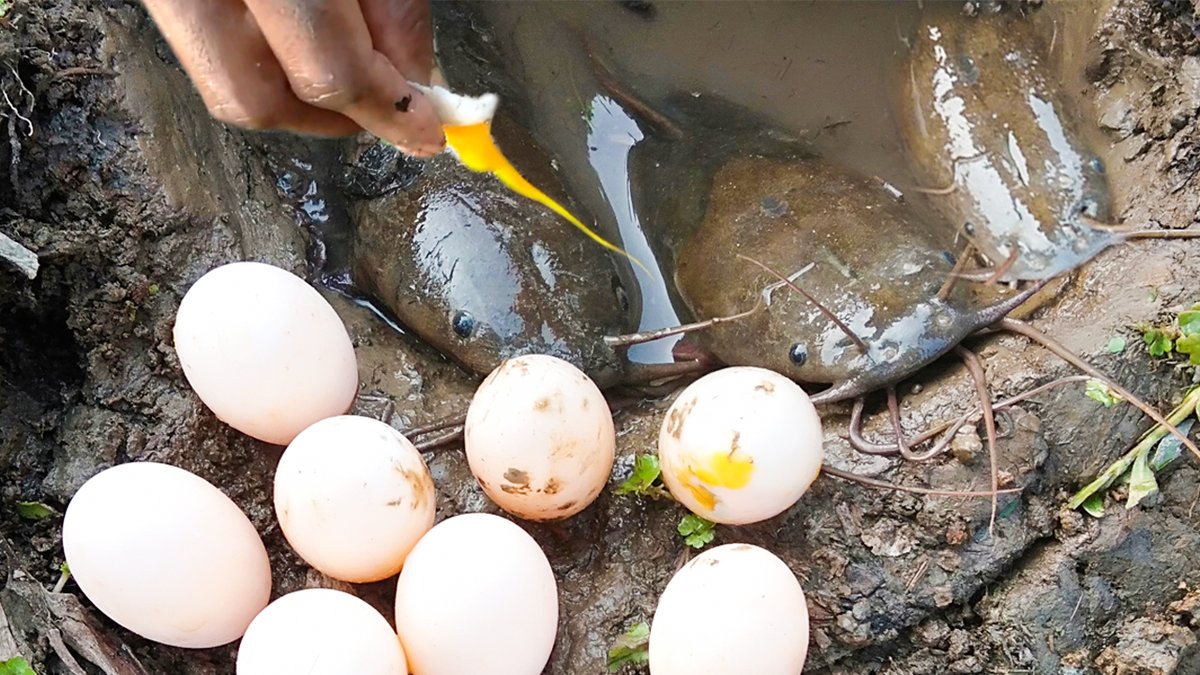#Catfish #Catfishing #EggsFishing #Newvideo #OTDirecto24E #AusOpen #13KyaHogaKohliya #TrueBasics #黄旭熙0125生日快乐 #AlasanAkuBertahan #HeadOnAPike #China #digitalmarketing #FishingVideo #FishVideo

See video: youtu.be/xgIaqZCj-_Q