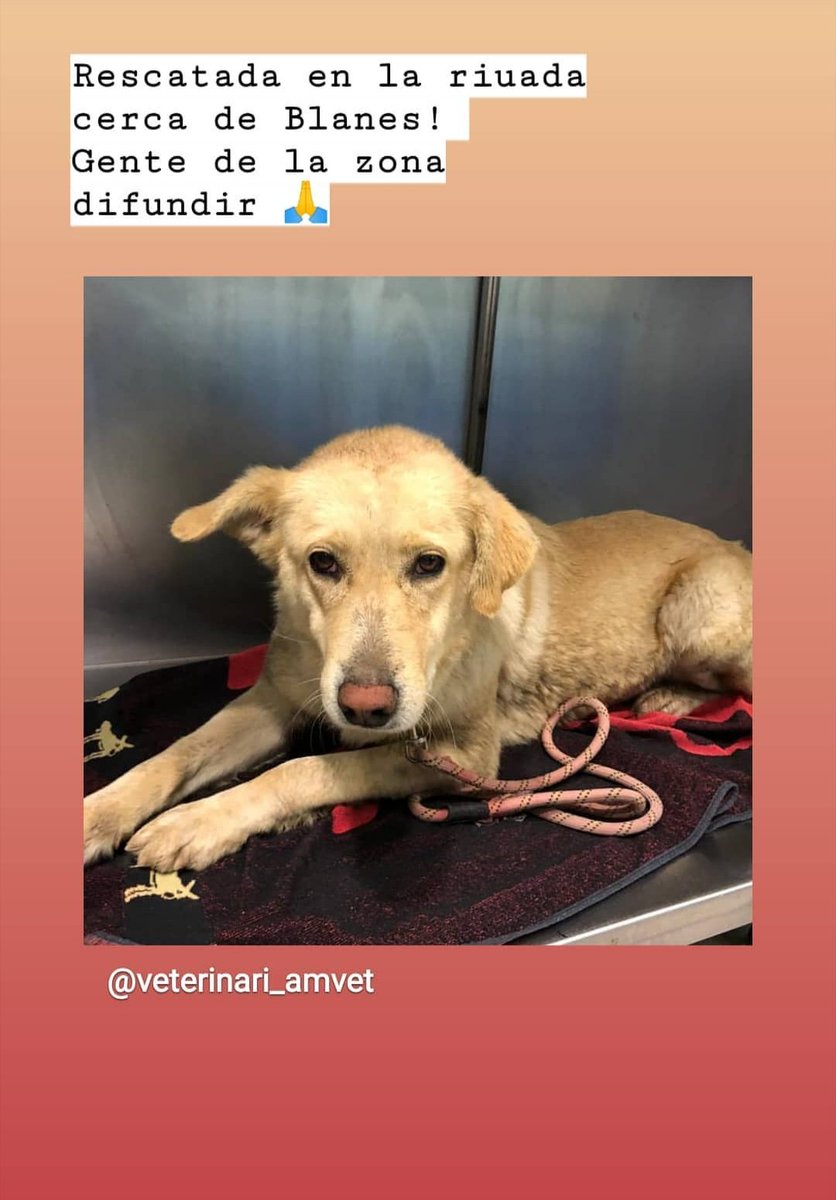 L'han trobat desorientat a Blanes. 
RT si us plau !