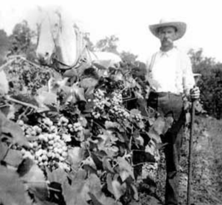 VisitHermann's tweet photo. Hermann’s history is steeped in the art of traditional winemaking. From well-preserved grape farms to extensive cellars for touring, a historian interested in century-old technique will find themself heady over all that is to be uncovered.
·
·
·
#VisitHermann https://t.co/Fk3tOO2oeM