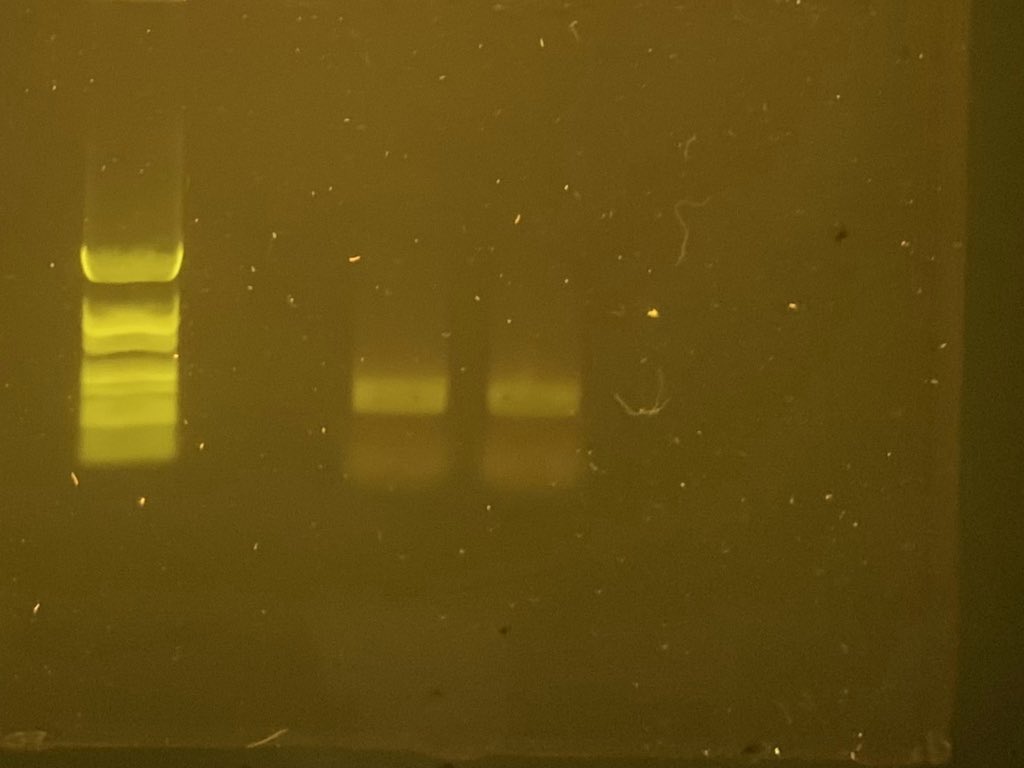 MrBrownBio's tweet photo. Analyzing the results of our PCR experiment! Freaking pumped! #takeapbio. @SouthDearbornHS @southdearborncs https://t.co/8g6vKB6N7C