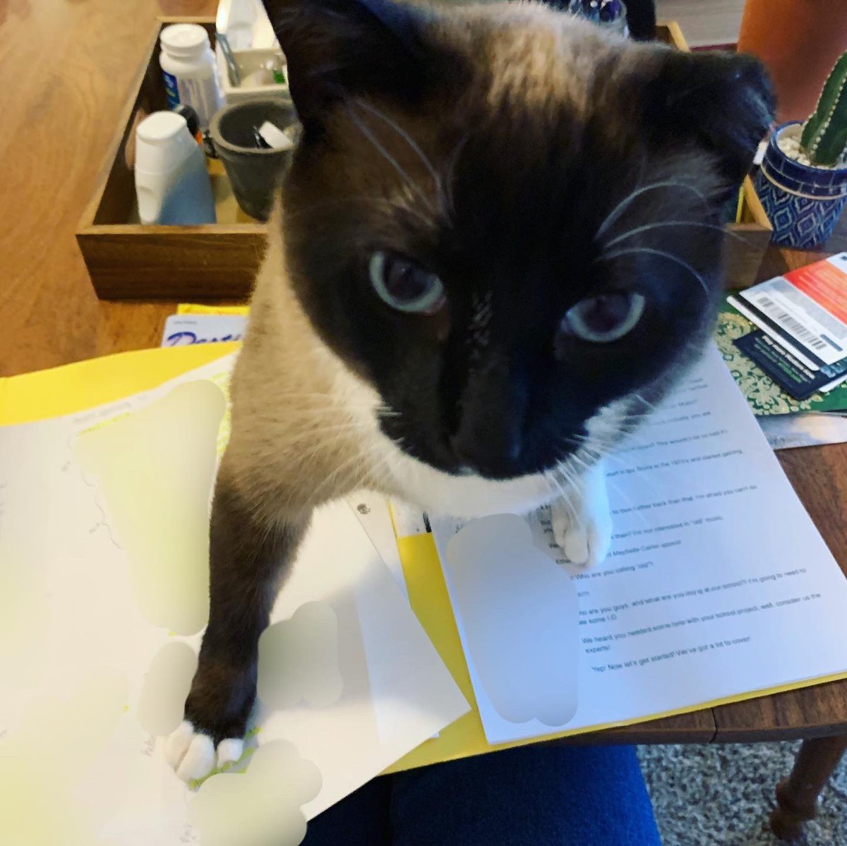 LESMusicRoom's tweet photo. Trying to be productive on this snow day and prep for the 3rd grade musical! My cat Artemis has other ideas! #LESmusic #musical https://t.co/04SAeTPHP0